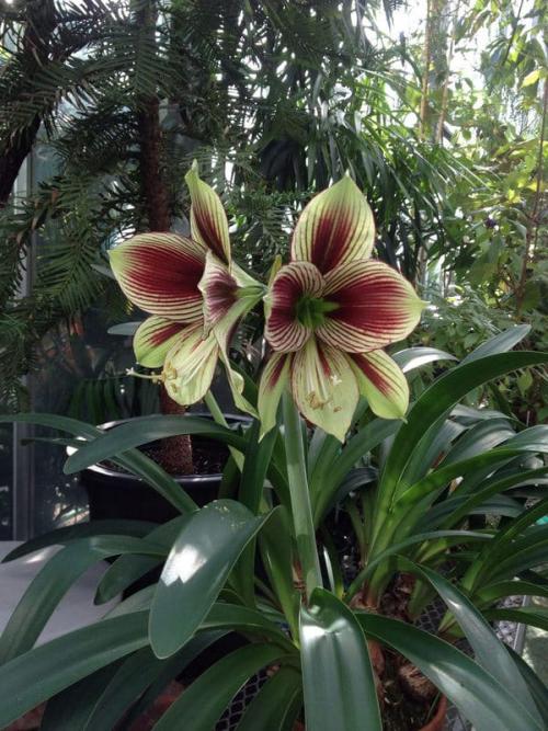 Гиппеаструм. Как ухаживать за гиппеаструмом – все тонкости ухода в домашних условиях от а до я