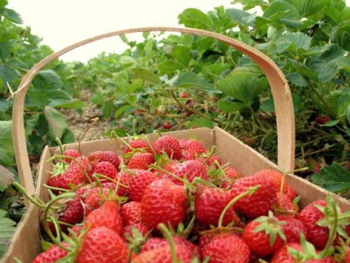 Назовите части побега под цифрами. Читайте также 03