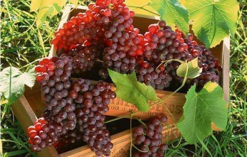 Урожайность винограда с 1 га в Крыму. Урожайность, как характеристика винограда