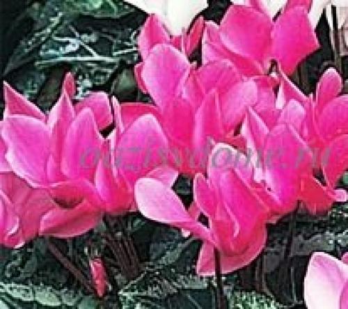 Цикламен в домашних условиях. Как ухаживать за цикламеном после покупки?