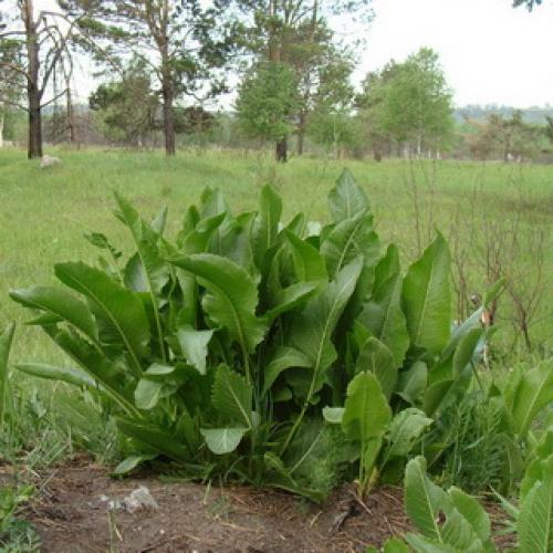 Хрен обыкновенный (Armoracia rusticana L.) 09