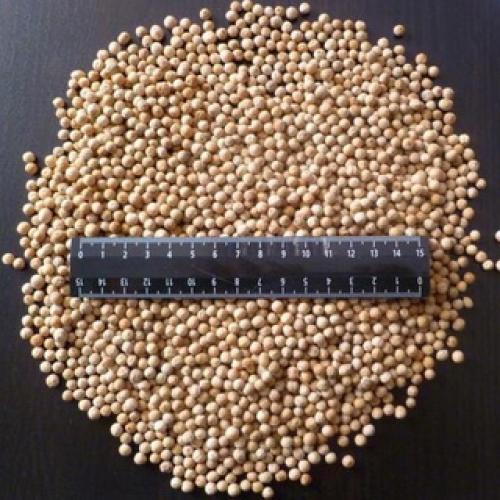 Хрен обыкновенный (Armoracia rusticana L.) 11