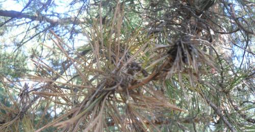 Противогрибковые препараты для хвойных. Профилактика и способы борьбы