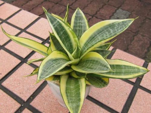 Как выглядит растение сансевьера. Особенный вид искусственных сансевьер