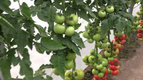 Помидоры .  Гибриды томатов F1 —, что это?