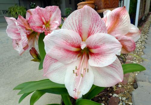 Гиппеаструм. Как ухаживать за гиппеаструмом – все тонкости ухода в домашних условиях от а до я