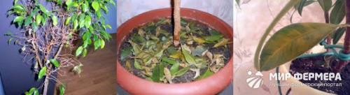 Фикус сбрасывает нижние листья. Почему фикусы сбрасывают листья 01