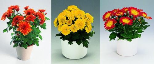 Хризантемы виды. Многолетние хризантемы – сорта, фото