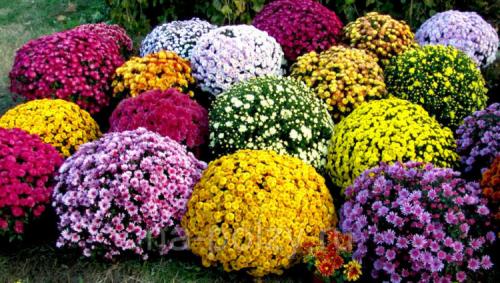 Хризантема Мультифлора ранние сорта. Виды и сорта хризантемы Мультифлора, внешний вид
