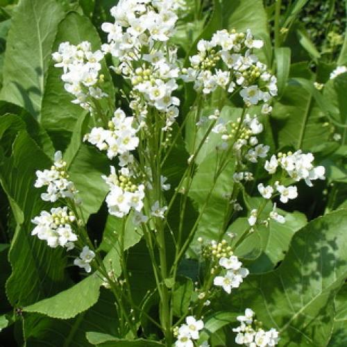 Хрен обыкновенный (Armoracia rusticana L.) 08