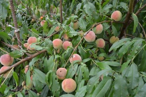 Сергей чудопалов виноград. Увлеченный виноградарь Сергей Янчук