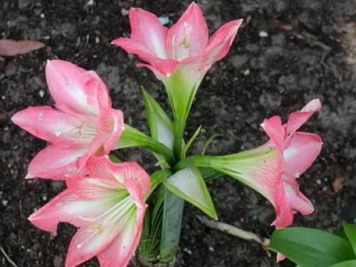 Как выглядит растение иван да марья. 10