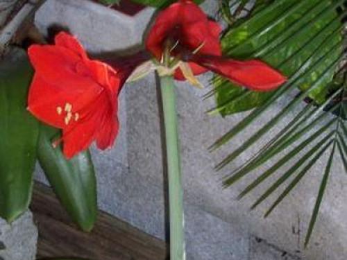 Как выглядит растение иван да марья. 14