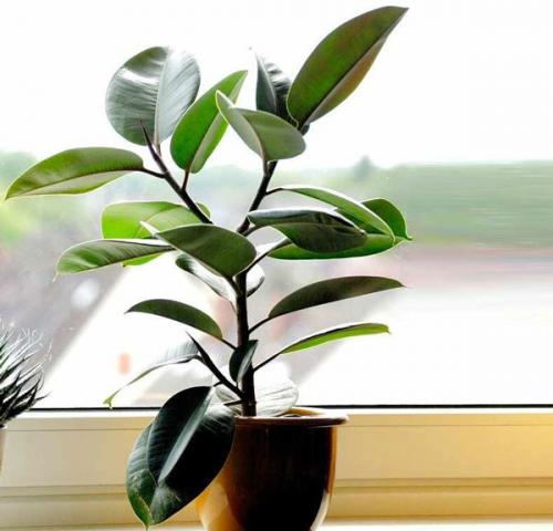 Что делать если фикус бенджамина сбрасывает листья? Фикус Бенджамина: желтеют и опадают листья, что делать 02