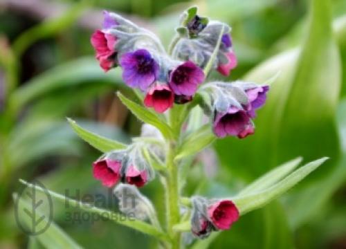 Как выглядит растение иван да марья. 04