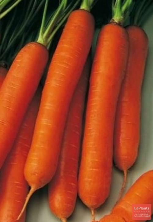 Лучшие сорта моркови для Северо-Запада. Поздние гибриды и сорта моркови: для зимнего хранения