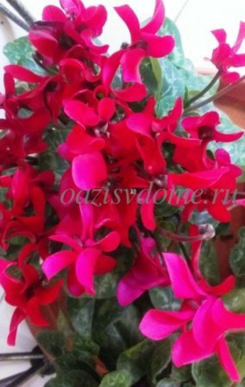 Цикламен в домашних условиях. Как ухаживать за цикламеном после покупки?