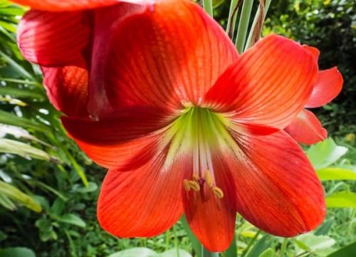 Гиппеаструм. Как ухаживать за гиппеаструмом – все тонкости ухода в домашних условиях от а до я