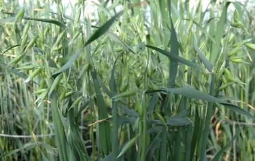 Сроки посева овса. Овес, как сидерат