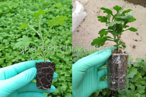 Хризантема мультифлора каталог. Хризантема