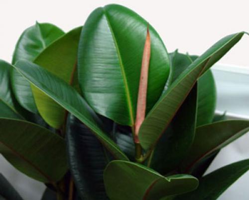 Что делать если фикус бенджамина сбрасывает листья? Фикус Бенджамина: желтеют и опадают листья, что делать 01