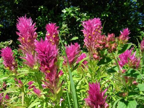 Иван да марья растение. Марьянник полевой (Иван-да-Марья) 03 Иван да марья растение. Марьянник полевой (Иван-да-Марья) 03