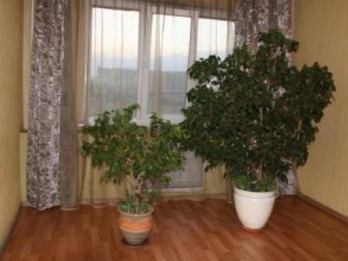 Как ухаживать за фикусом Бенджамина весной. Чем подкормить 04