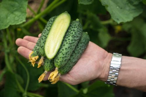 Сорта огурцов для ленинградской области для теплиц. Семена огурцов для ленинградской области для парника 05