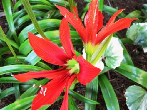 Как выглядит растение иван да марья. 18