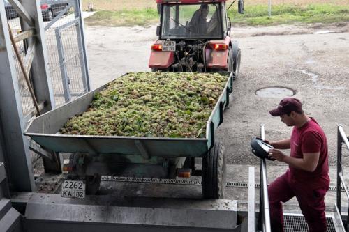 Урожайность винограда с 1 га в Крыму. Урожайность, как характеристика винограда 02