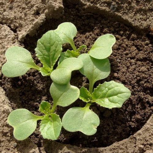 Хрен обыкновенный (Armoracia rusticana L.) 15