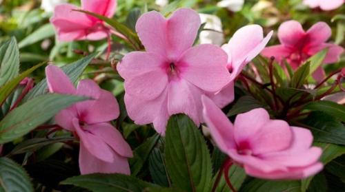 Бальзамин Уоллера: описание, сорта, тонкости ухода