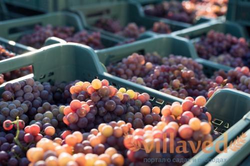 Сколько винограда можно собрать с одного куста. Бизнес на винограде. Выращивание и заработок