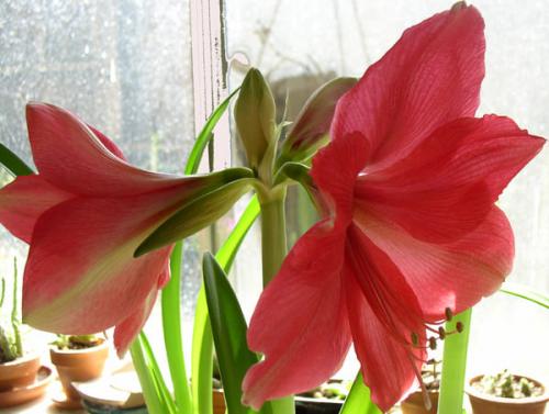 Гиппеаструм. Как ухаживать за гиппеаструмом – все тонкости ухода в домашних условиях от а до я