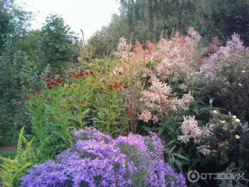 Горец изменчивый. Не стоит судить о растении по назойливым «родственникам» 02