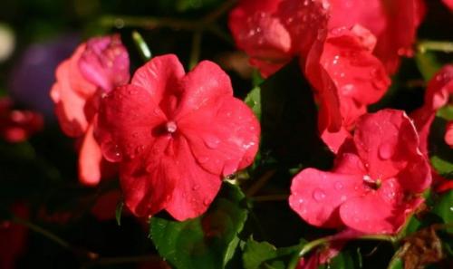 Бегония гибридная. Условия, необходимые для бегоний 13 Бегония гибридная. Условия, необходимые для бегоний 13