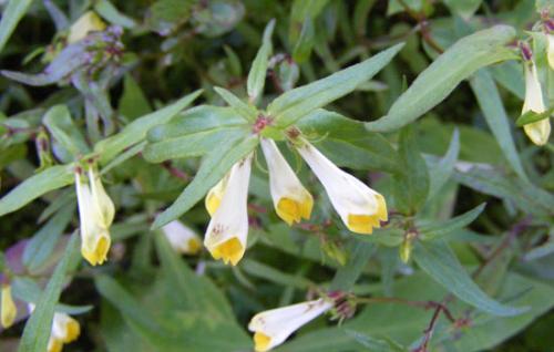 Цветок Иван-да-Марья комнатный. 07