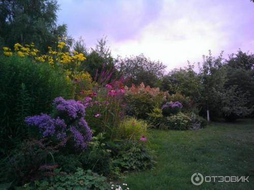 Горец изменчивый. Не стоит судить о растении по назойливым «родственникам» 05