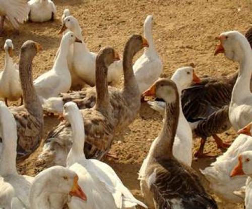 Чем занимаются люди в степи.  Жители степей. Хозяйство