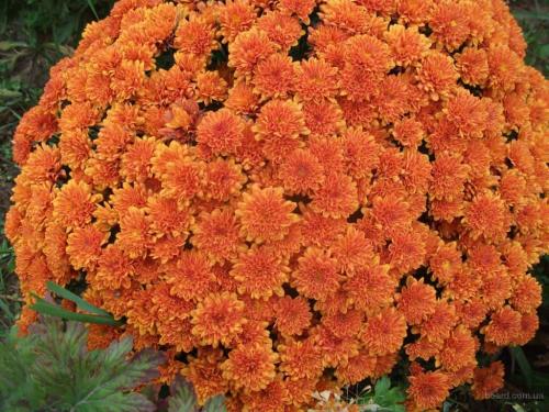 Хризантема мультифлора в ландшафтном дизайне. Описание