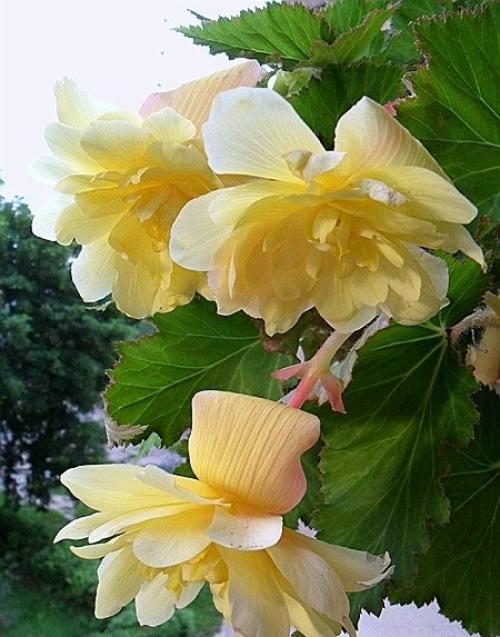 Бегония с красными цветами. Клубневые (Tuberhybrida)