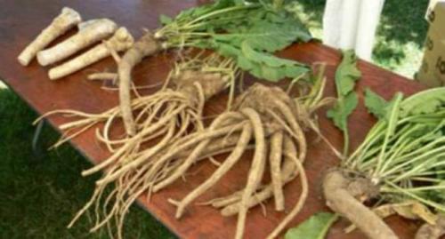 Хрен обыкновенный (Armoracia rusticana L.) 01