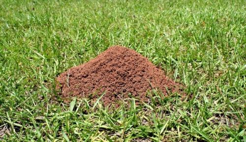 Как зимуют муравьи в природе. Роль муравьев в природе