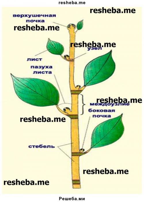 Как посчитать количество хвоинок на укороченном побеге сосны. Лабораторная работа . Знакомство с внешним строением растения 03