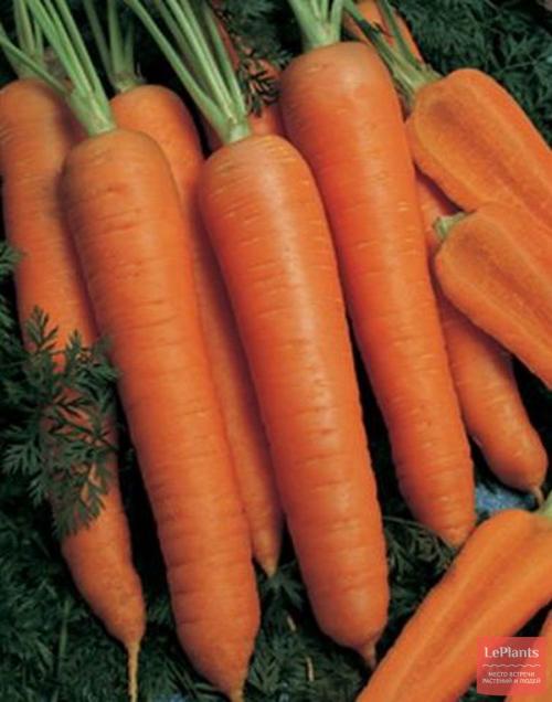 Лучшие сорта моркови для Северо-Запада. Поздние гибриды и сорта моркови: для зимнего хранения