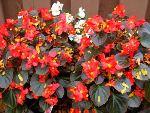 Бегония гибридная. Условия, необходимые для бегоний 01 Бегония гибридная. Условия, необходимые для бегоний 01