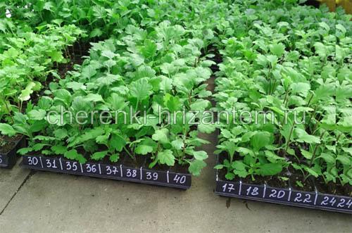 Хризантема мультифлора каталог. Хризантема