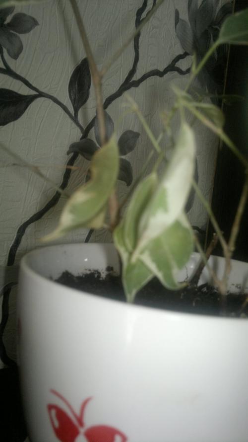 Как спасти фикус бенджамина. Помогите спасти фикус Бенджамина!