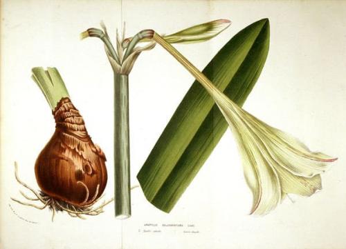 Гиппеаструм. Как ухаживать за гиппеаструмом – все тонкости ухода в домашних условиях от а до я