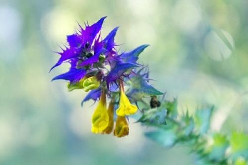 Иван-да-марья цветок полезные свойства. Описание травы и ареал произрастания  03